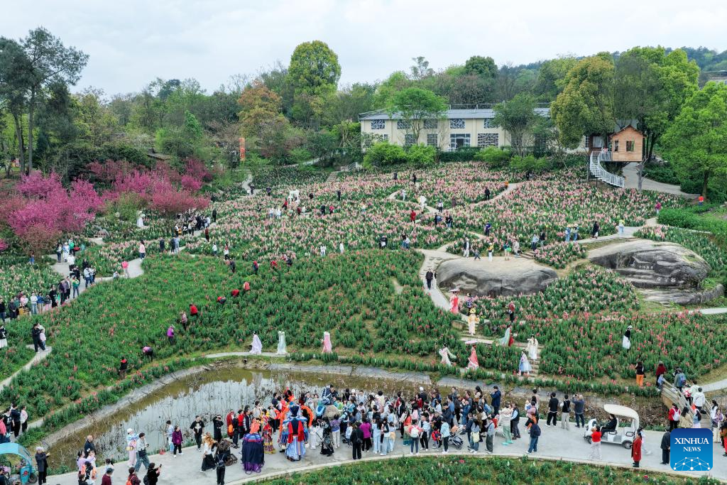 Flower-themed scenic areas drive rural tourism in Chongqing's village