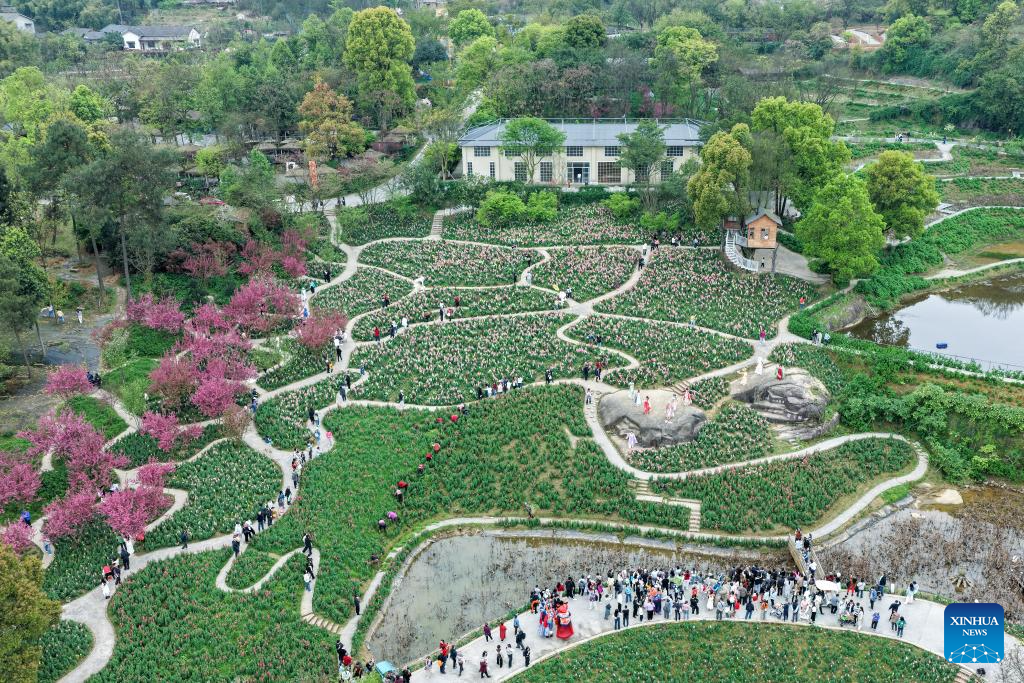 Flower-themed scenic areas drive rural tourism in Chongqing's village