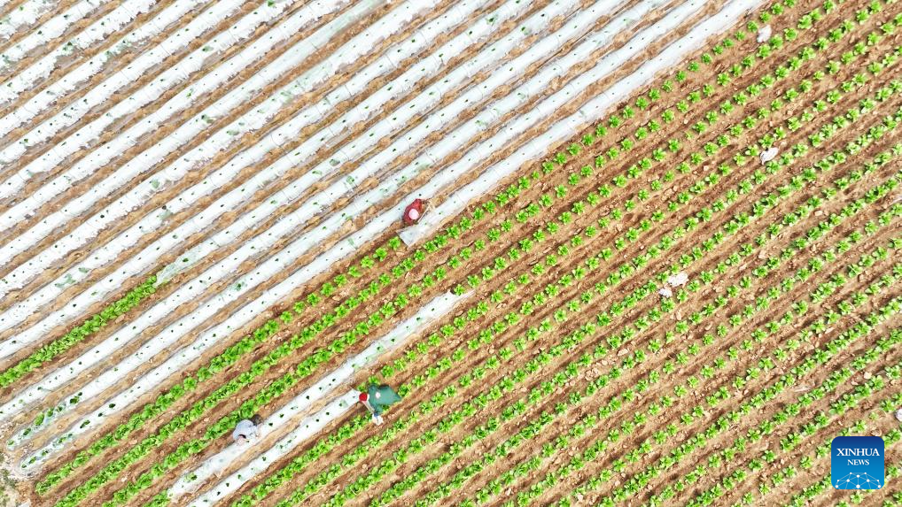 Spring plowing, crop management carried out in E China's Shandong