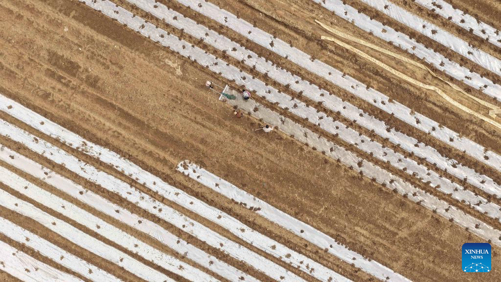 Spring plowing, crop management carried out in E China's Shandong