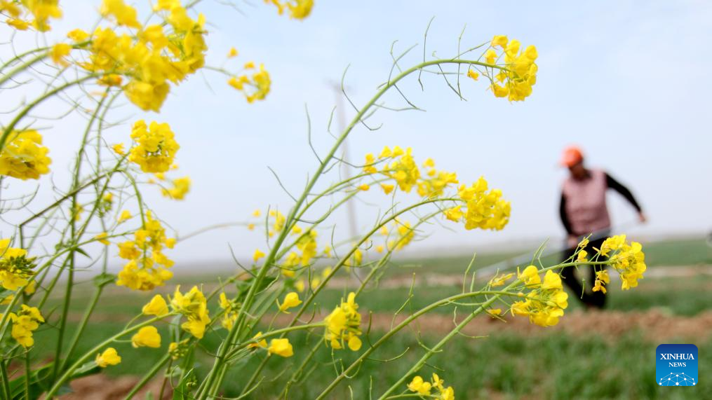 Spring plowing, crop management carried out in E China's Shandong