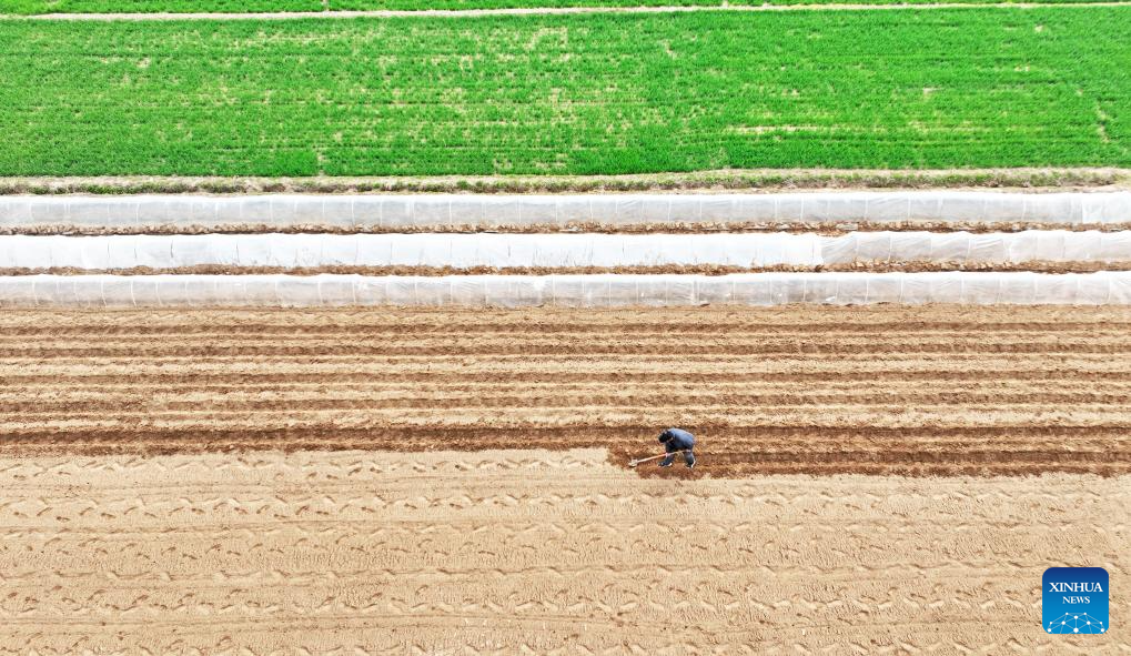 Spring plowing, crop management carried out in E China's Shandong