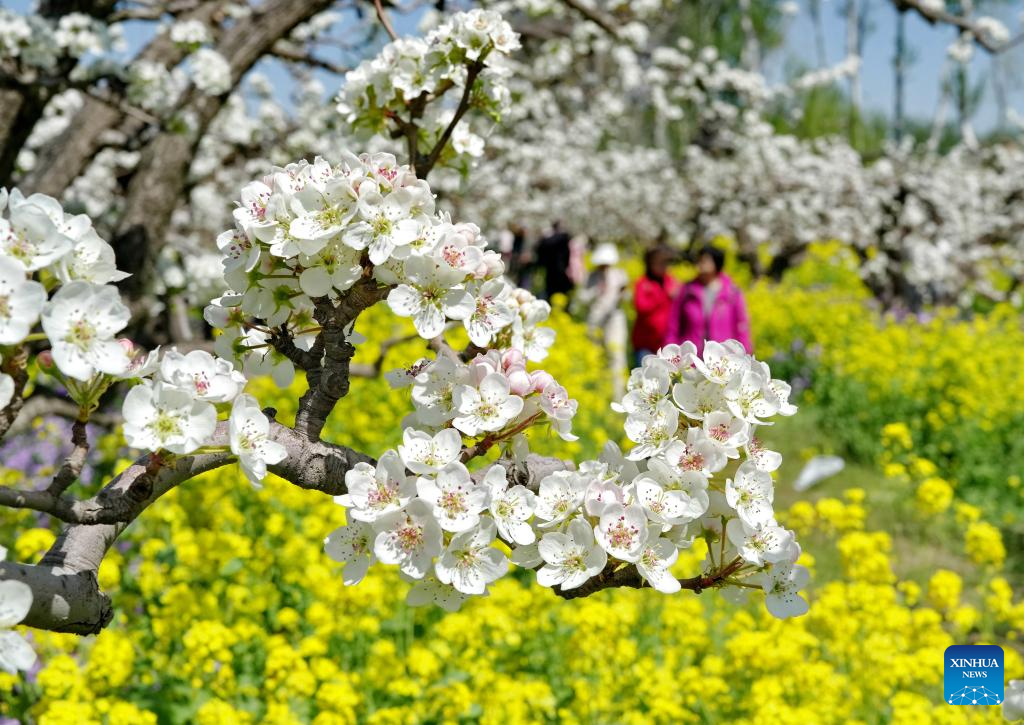 Pear blossoms attract tourists in Jinzhou City, China's Hebei