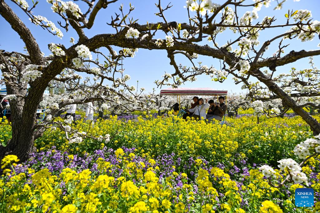 Pear blossoms attract tourists in Jinzhou City, China's Hebei