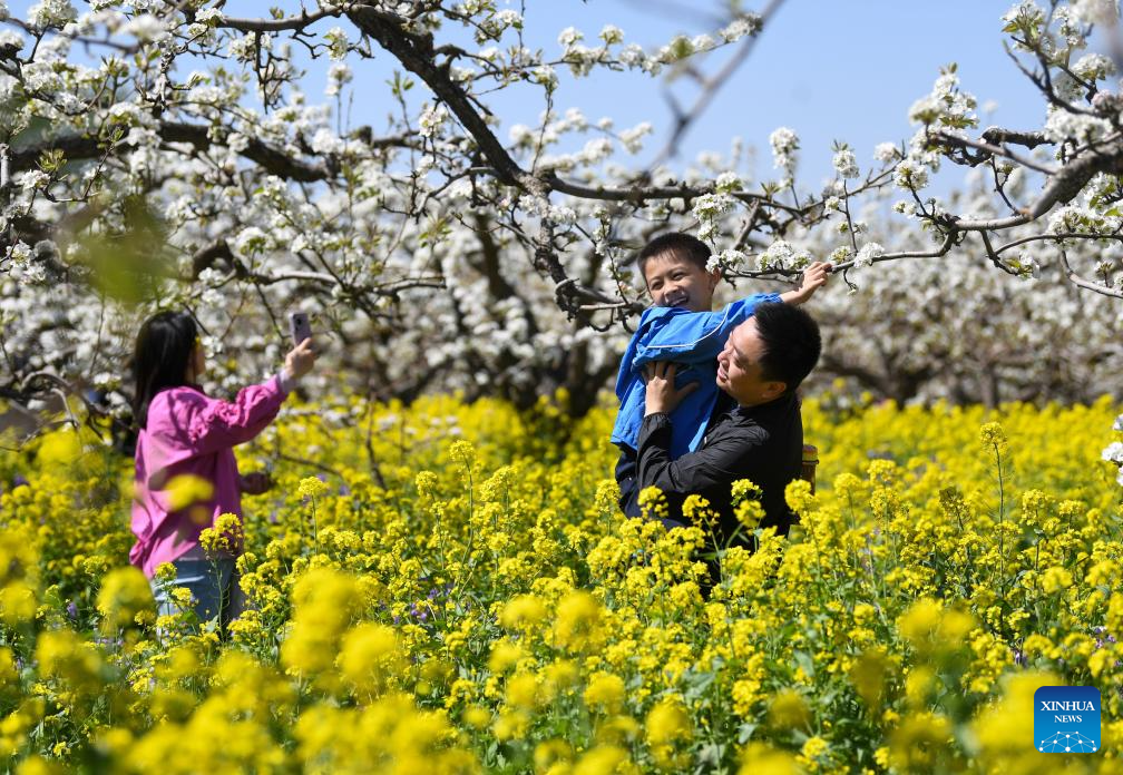 Pear blossoms attract tourists in Jinzhou City, China's Hebei