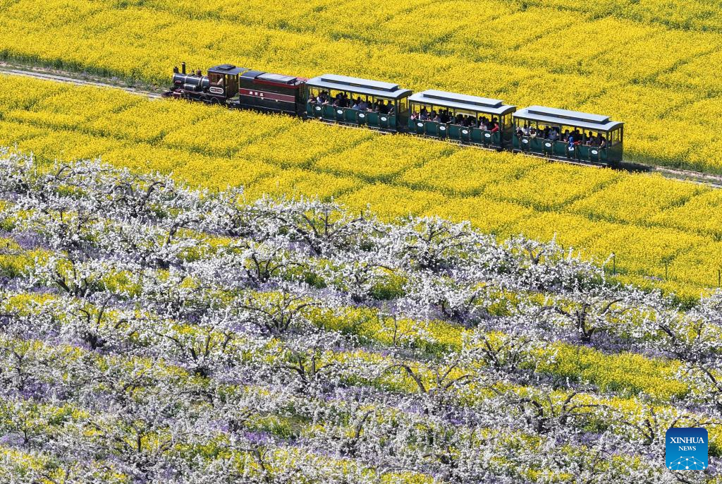 Pear blossoms attract tourists in Jinzhou City, China's Hebei
