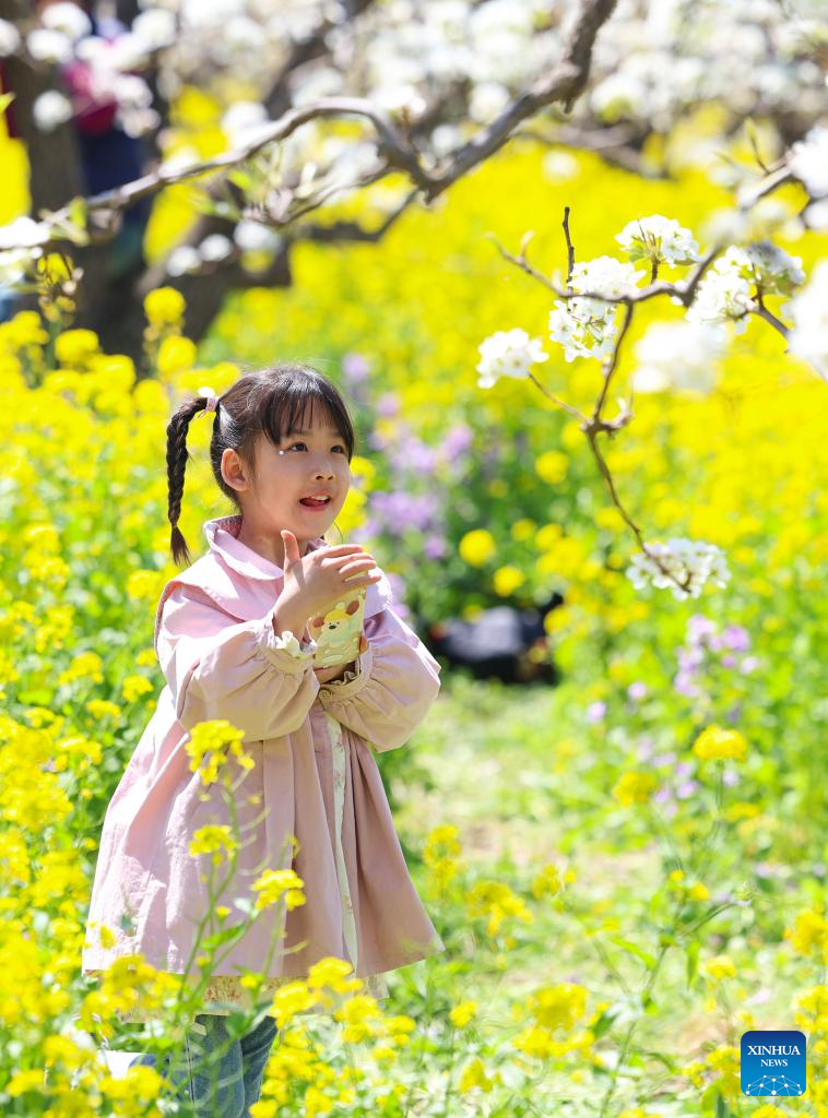 Pear blossoms attract tourists in Jinzhou City, China's Hebei