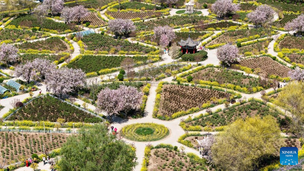 Pear blossoms attract tourists in Jinzhou City, China's Hebei