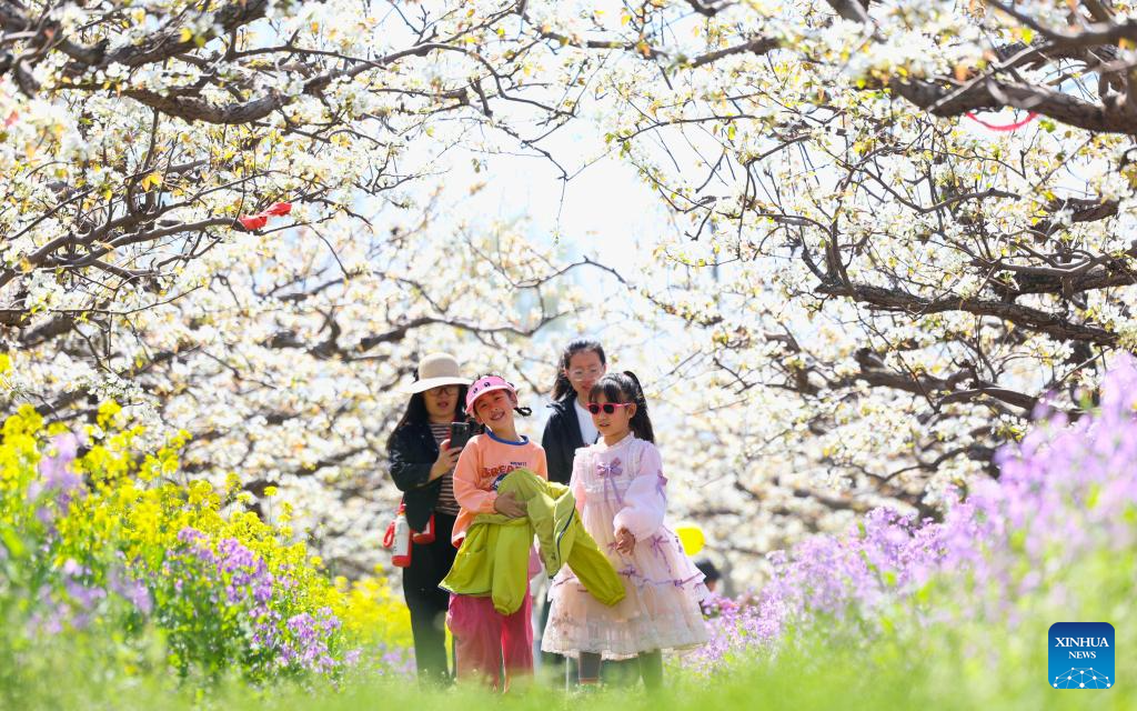 Pear blossoms attract tourists in Jinzhou City, China's Hebei