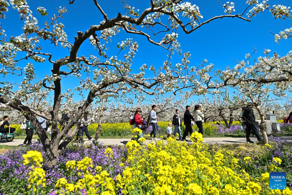 Pear blossoms attract tourists in Jinzhou City, China's Hebei