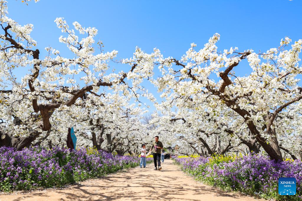Pear blossoms attract tourists in Jinzhou City, China's Hebei