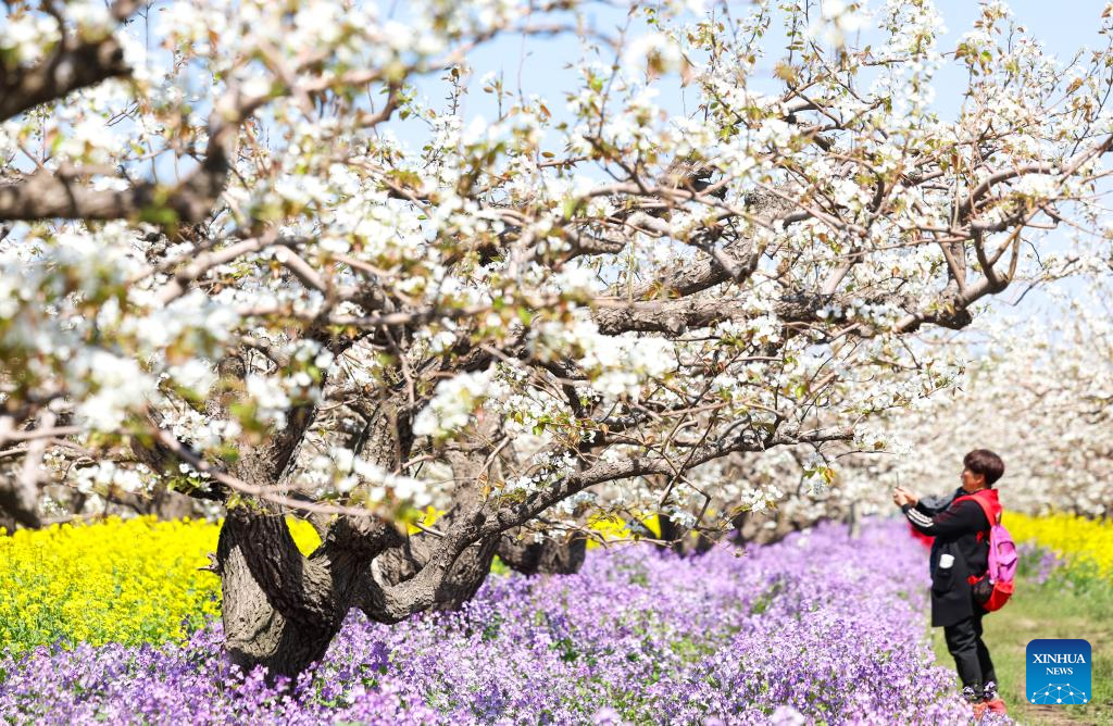 Pear blossoms attract tourists in Jinzhou City, China's Hebei