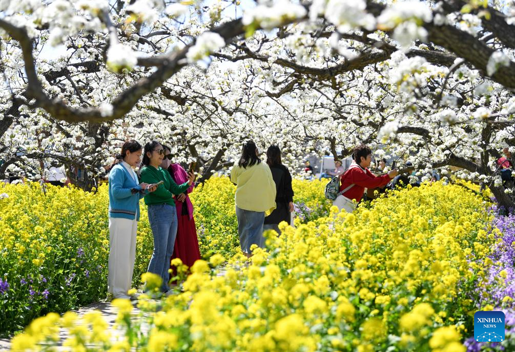 Pear blossoms attract tourists in Jinzhou City, China's Hebei
