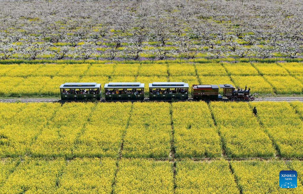 Pear blossoms attract tourists in Jinzhou City, China's Hebei
