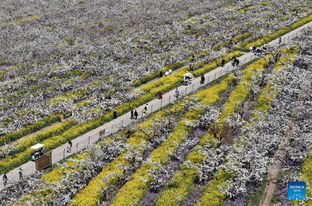 Pear blossoms attract tourists in Jinzhou City, China's Hebei