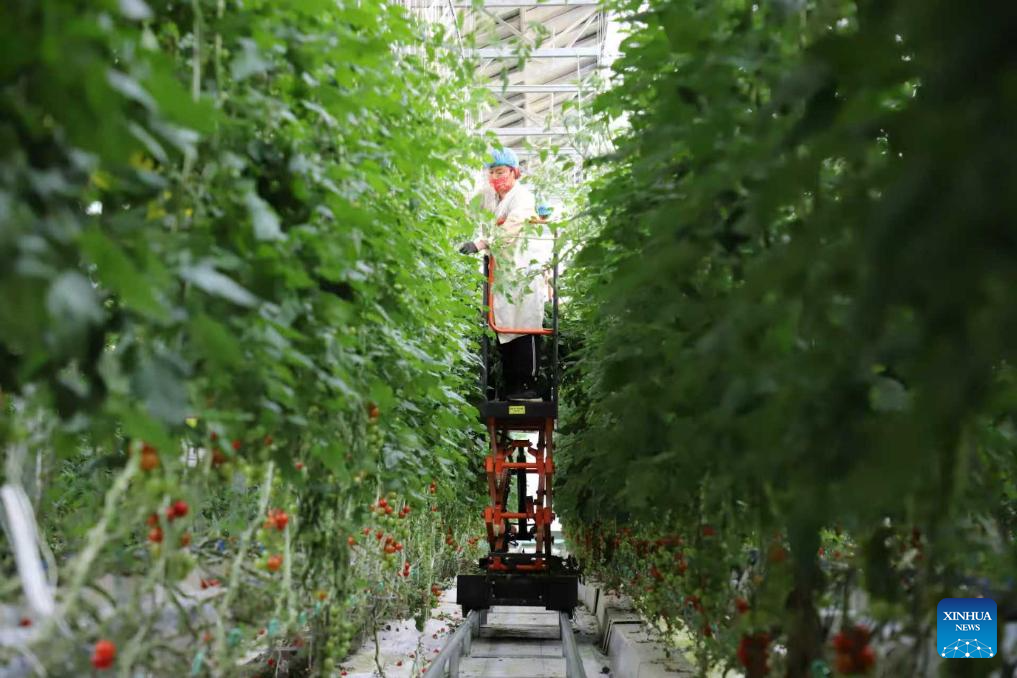 Economic Watch: China's agricultural technology makes leap forward in going global