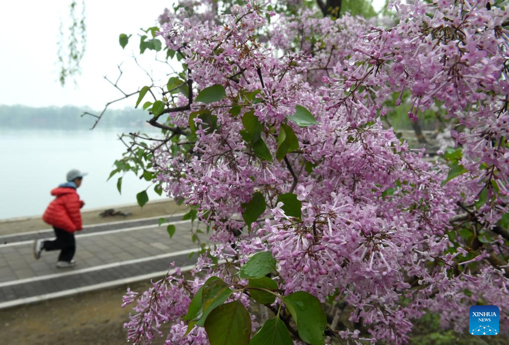 Spring tourism festival kicks off at Yuanmingyuan Park in Beijing