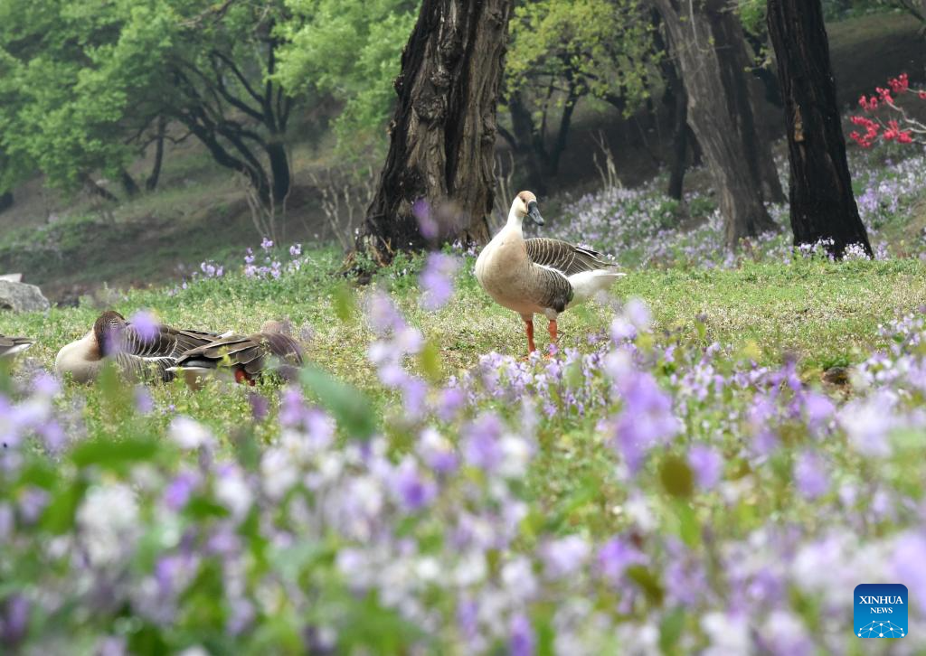 Spring tourism festival kicks off at Yuanmingyuan Park in Beijing