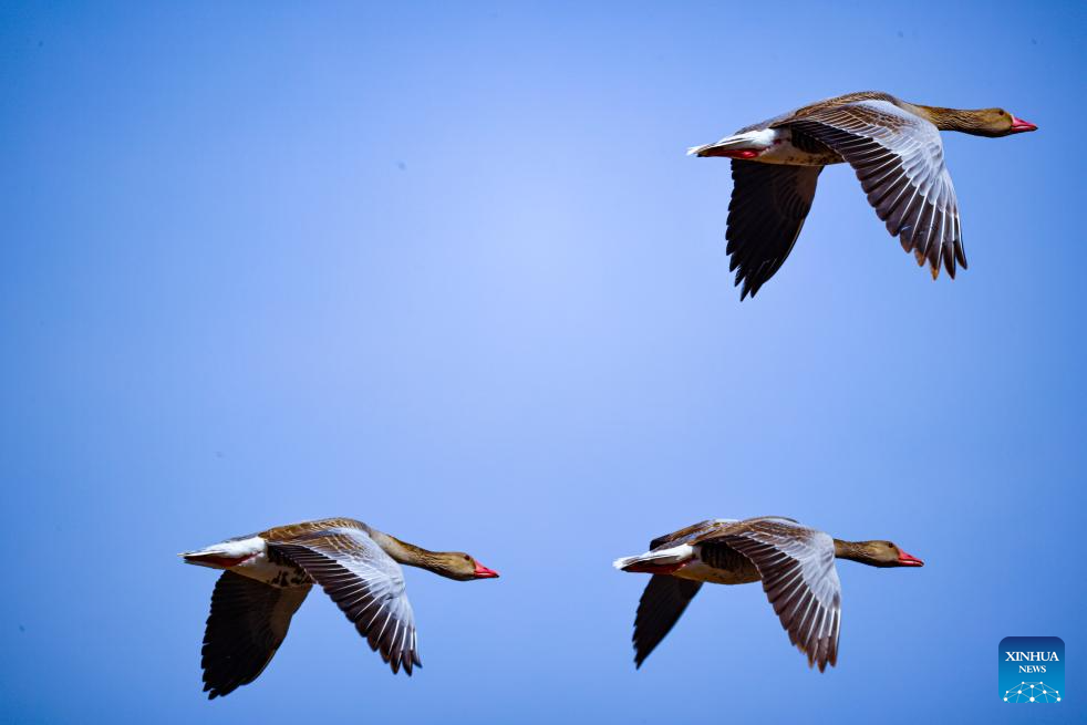 Ecological bird nests installed to protect migratory birds, power lines in Xinjiang