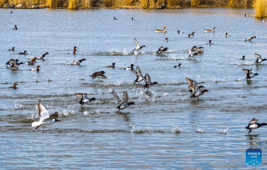 Ecological bird nests installed to protect migratory birds, power lines in Xinjiang