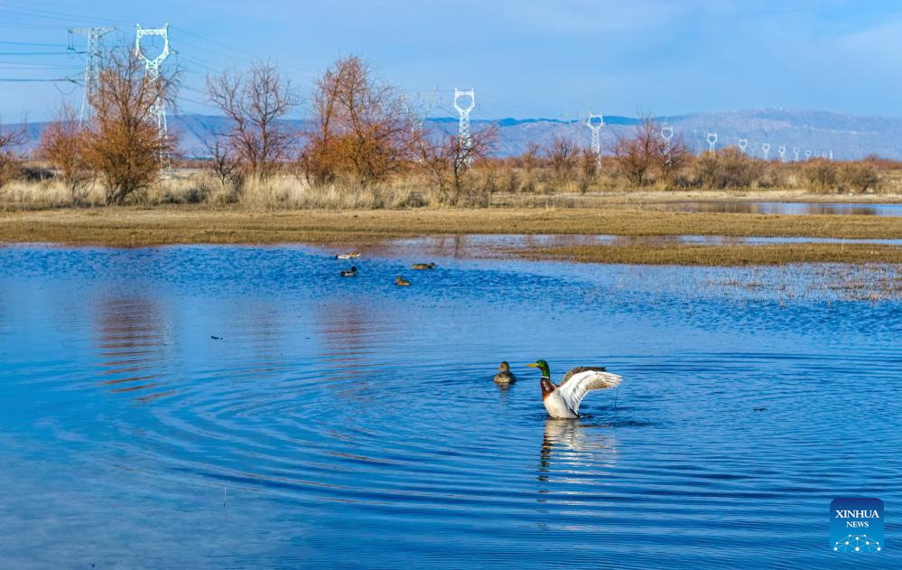 Ecological bird nests installed to protect migratory birds, power lines in Xinjiang