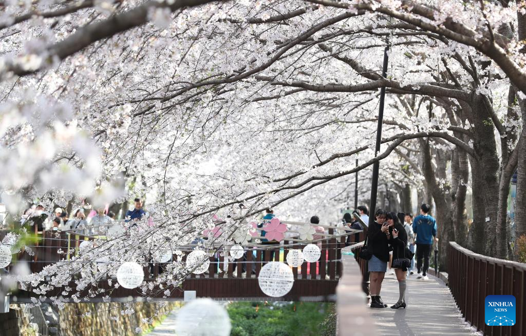 People enjoy scenery of cherry blossoms in Changwon City, South Korea