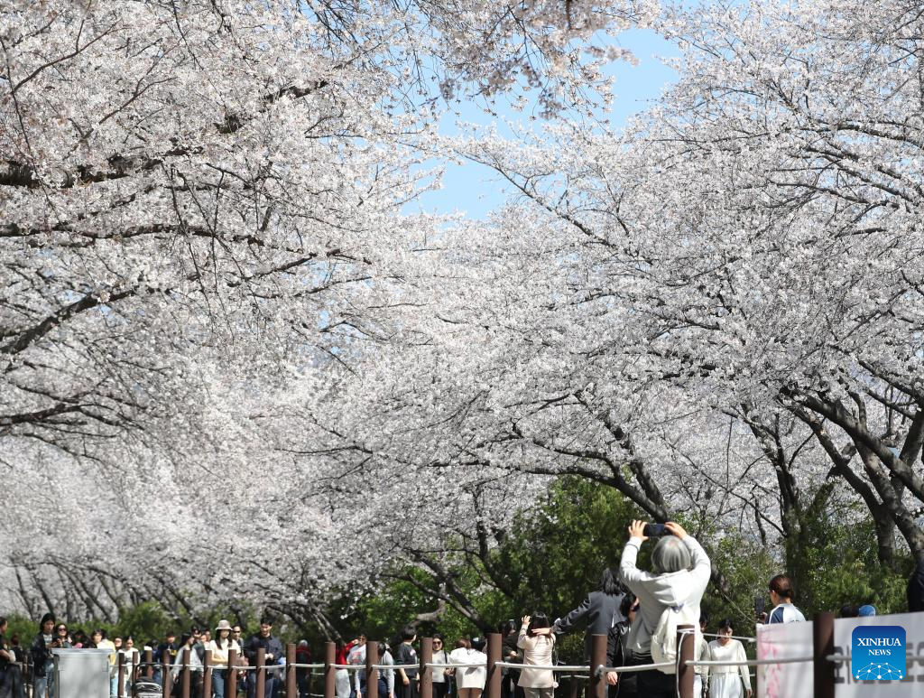 People enjoy scenery of cherry blossoms in Changwon City, South Korea