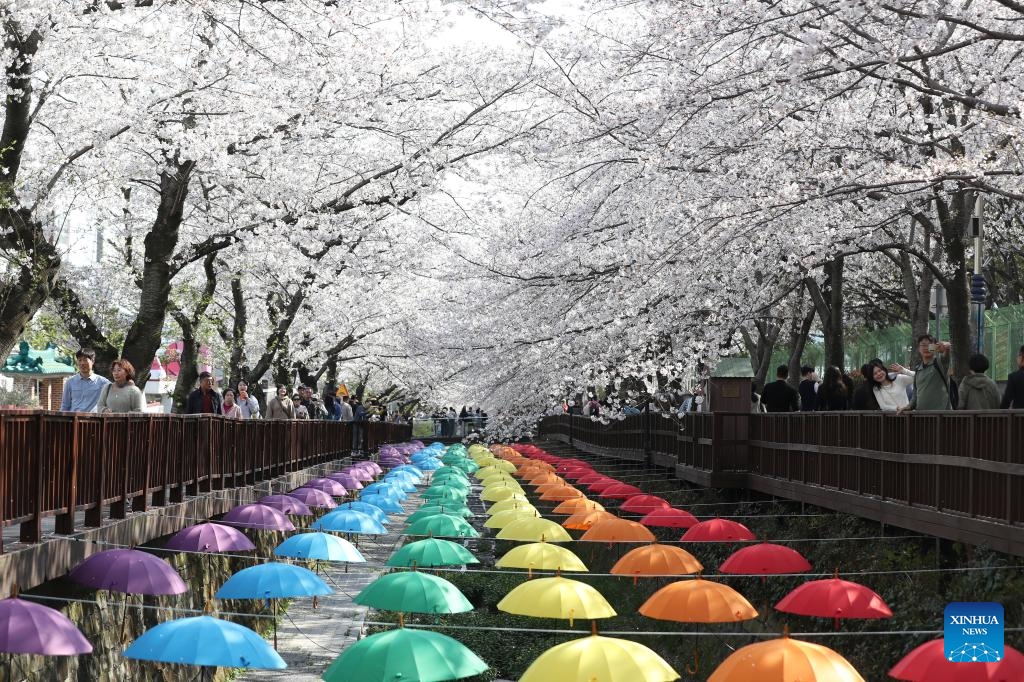 People enjoy scenery of cherry blossoms in Changwon City, South Korea
