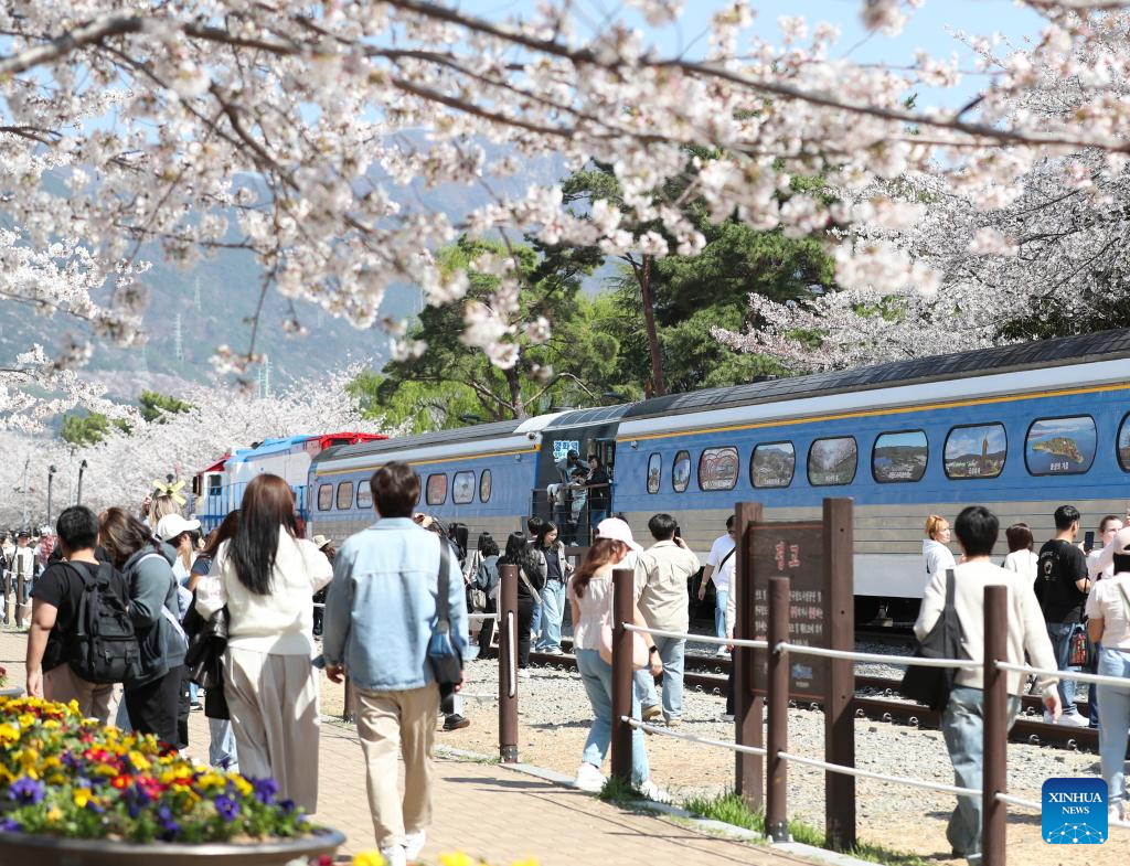 People enjoy scenery of cherry blossoms in Changwon City, South Korea