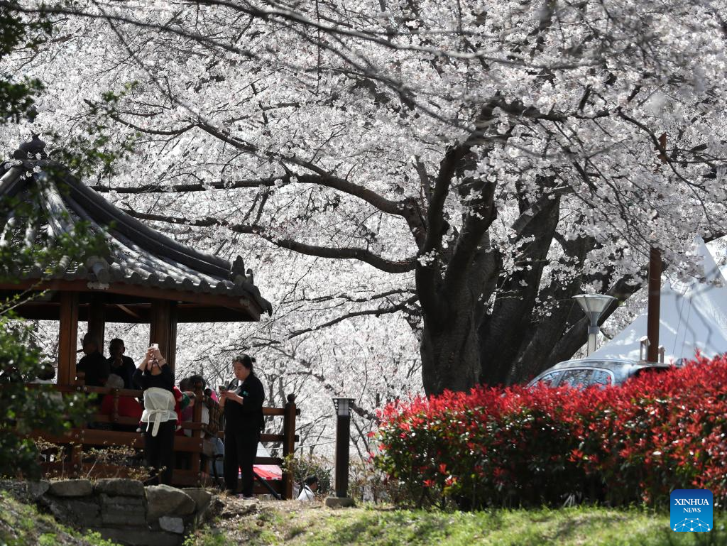 People enjoy scenery of cherry blossoms in Changwon City, South Korea