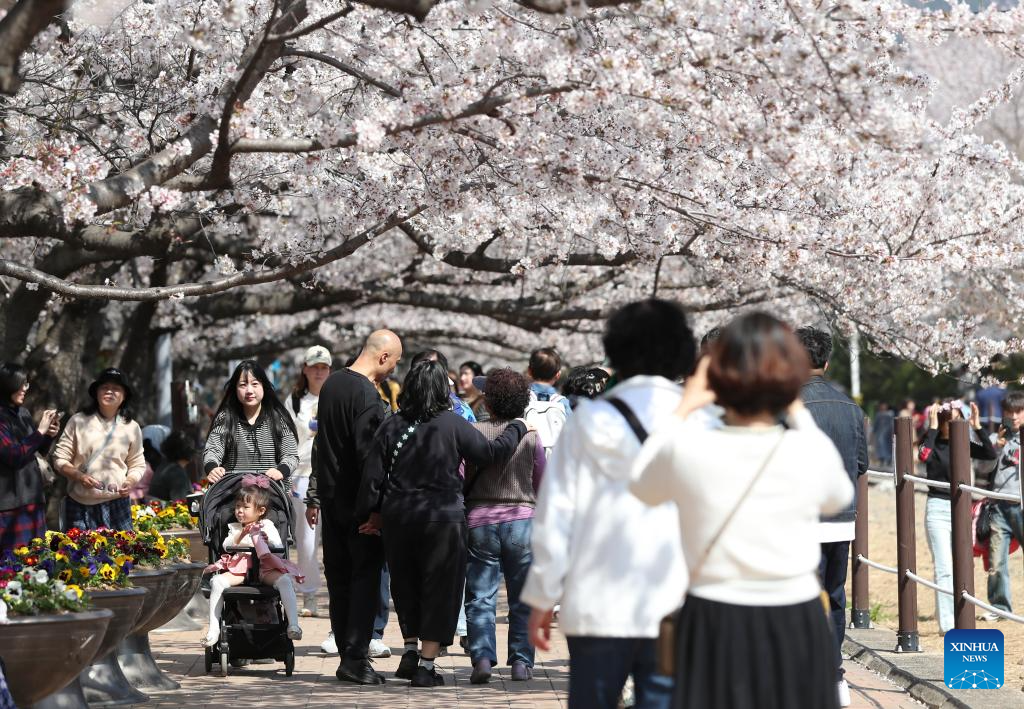 People enjoy scenery of cherry blossoms in Changwon City, South Korea