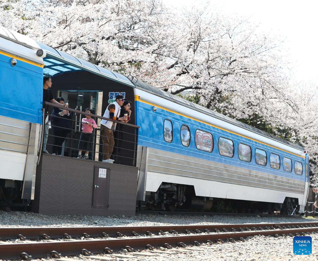 People enjoy scenery of cherry blossoms in Changwon City, South Korea