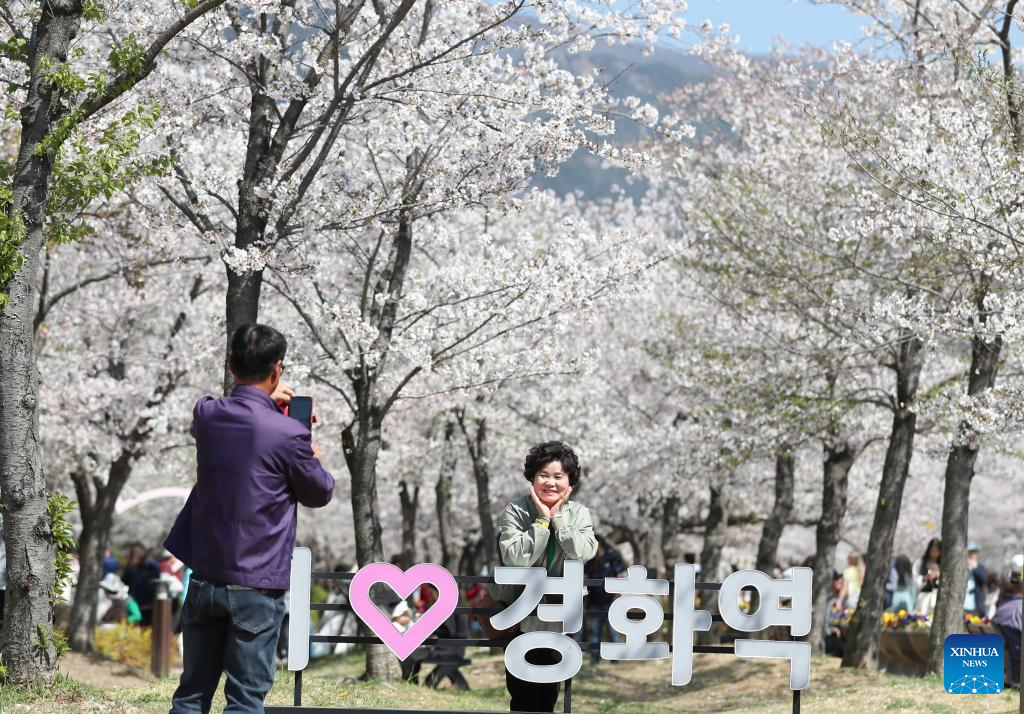 People enjoy scenery of cherry blossoms in Changwon City, South Korea