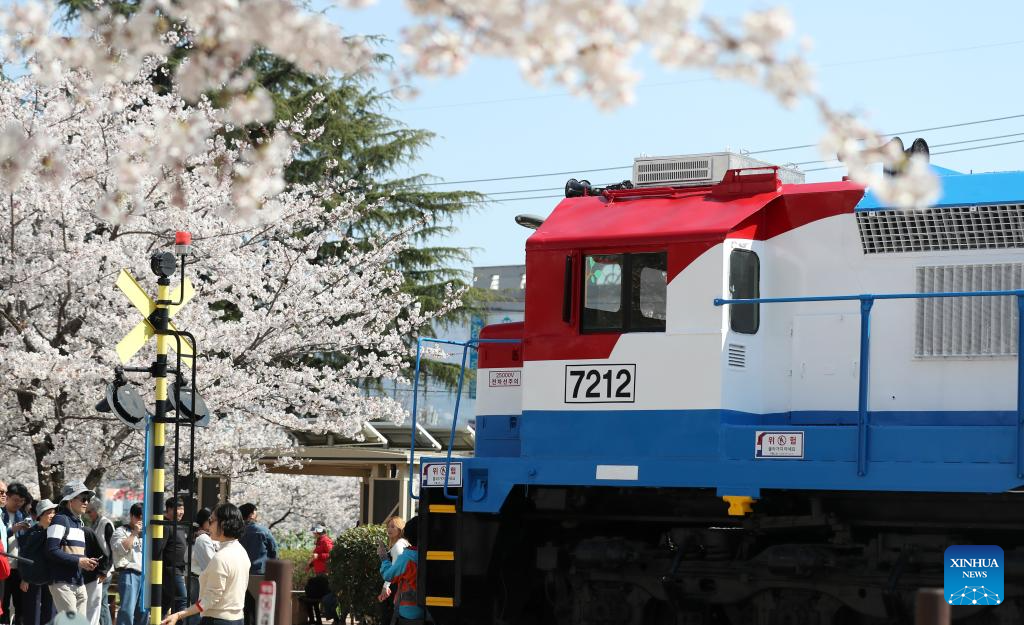 People enjoy scenery of cherry blossoms in Changwon City, South Korea