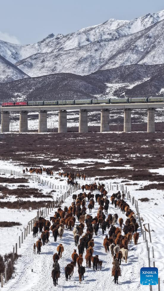 Horse herds move to natural grasslands during plowing season in NW China's Gansu