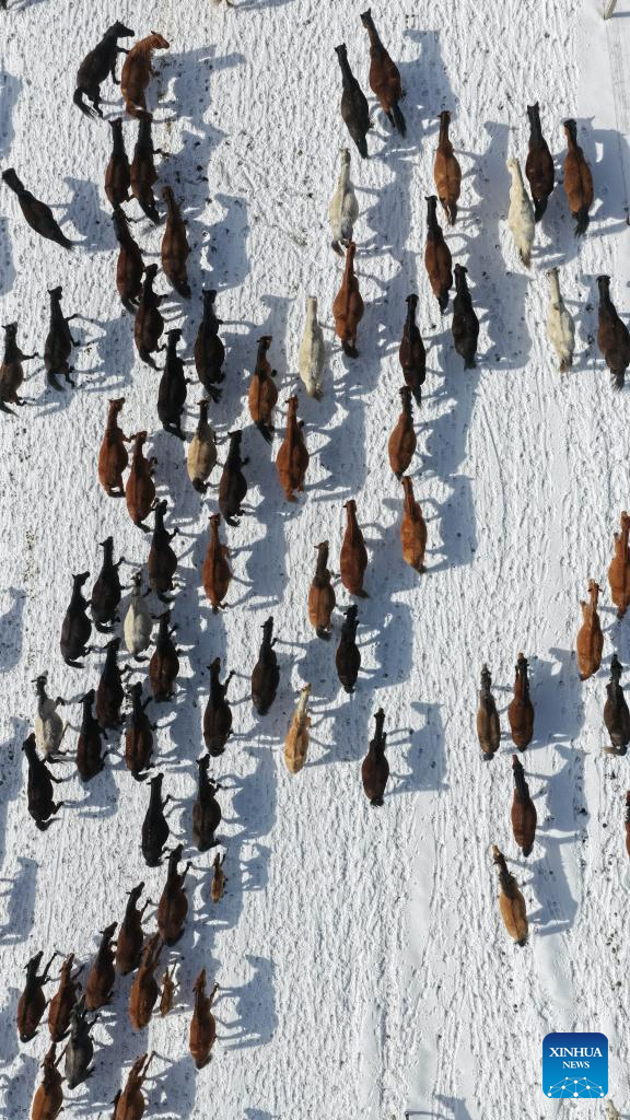 Horse herds move to natural grasslands during plowing season in NW China's Gansu