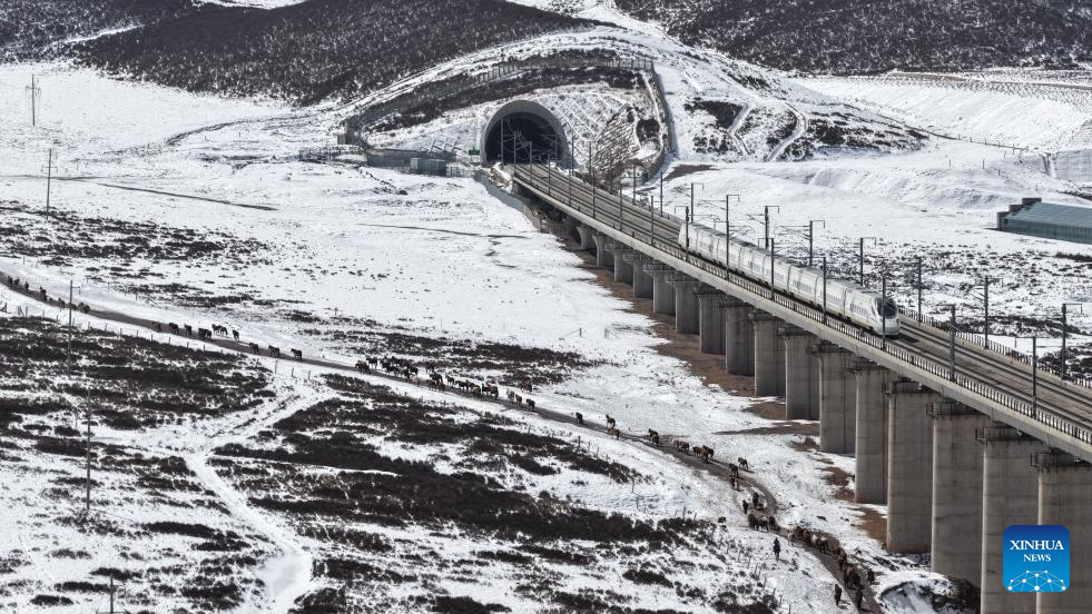 Horse herds move to natural grasslands during plowing season in NW China's Gansu