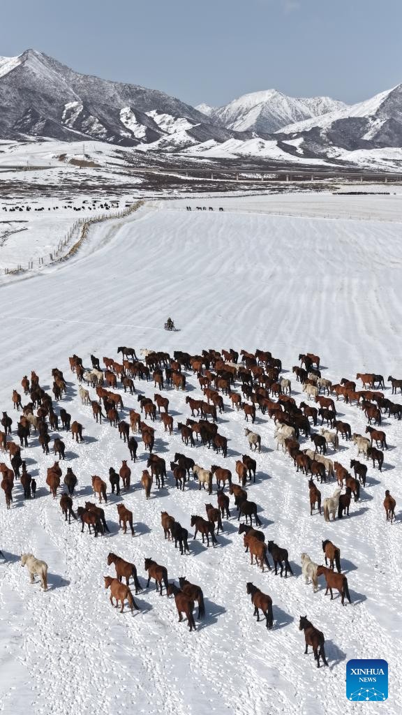 Horse herds move to natural grasslands during plowing season in NW China's Gansu