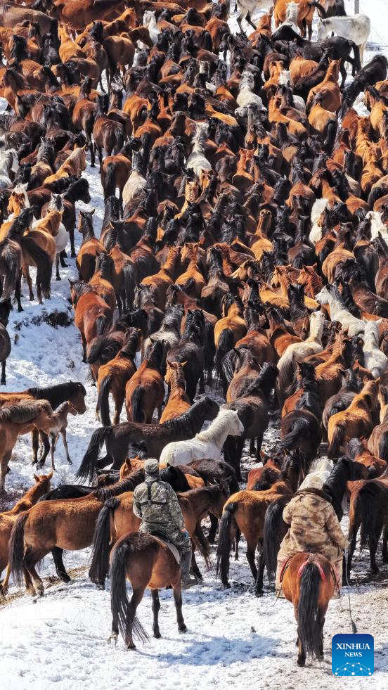 Horse herds move to natural grasslands during plowing season in NW China's Gansu