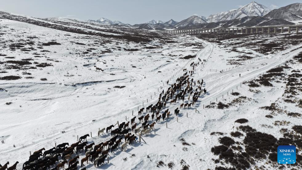 Horse herds move to natural grasslands during plowing season in NW China's Gansu