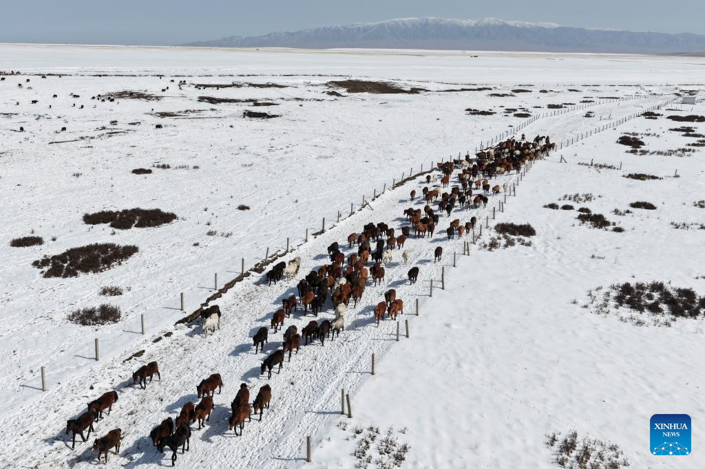 Horse herds move to natural grasslands during plowing season in NW China's Gansu