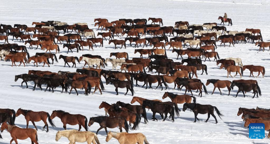 Horse herds move to natural grasslands during plowing season in NW China's Gansu