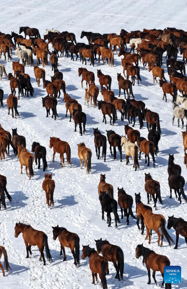 Horse herds move to natural grasslands during plowing season in NW China's Gansu