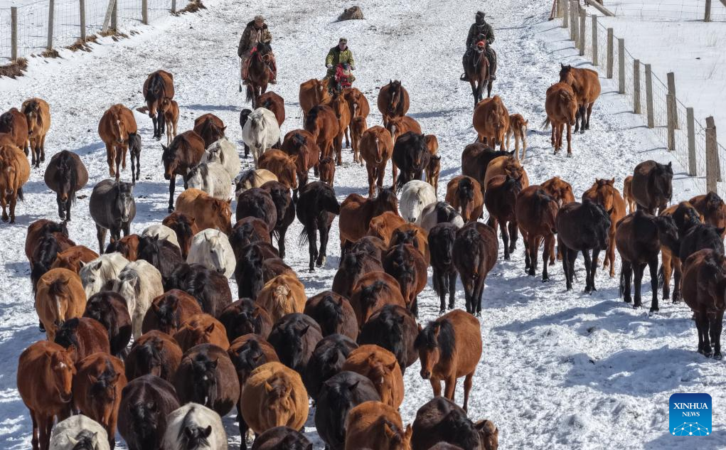 Horse herds move to natural grasslands during plowing season in NW China's Gansu