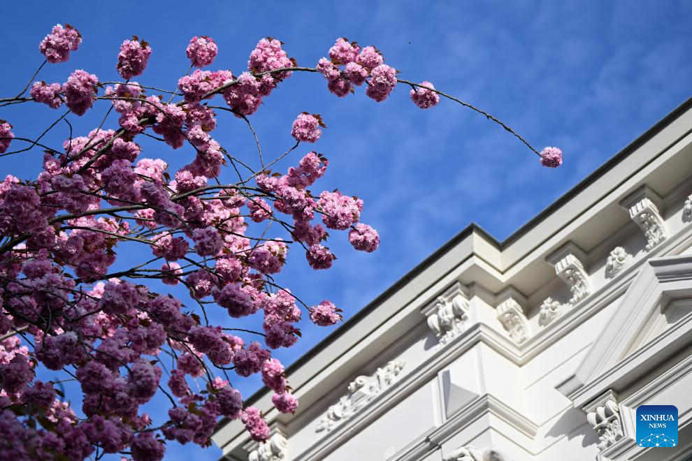 Blooming cherry blossoms seen in Bonn, Germany