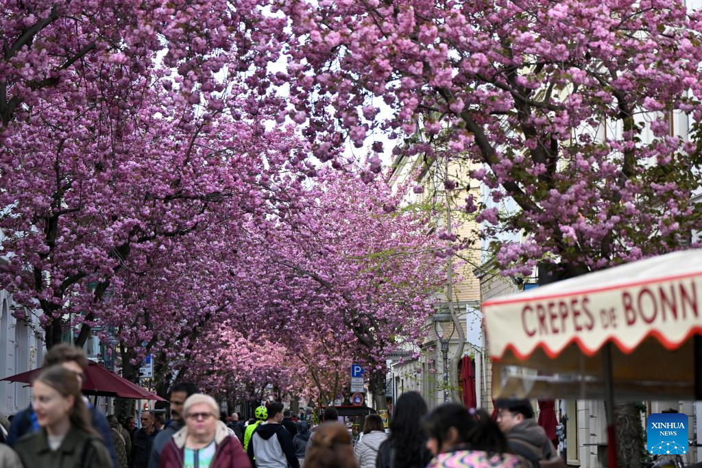 Blooming cherry blossoms seen in Bonn, Germany