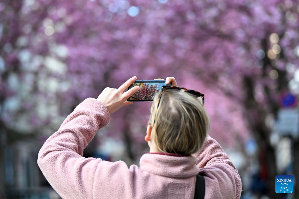 Blooming cherry blossoms seen in Bonn, Germany