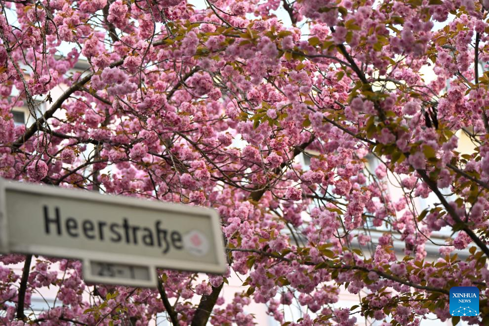 Blooming cherry blossoms seen in Bonn, Germany