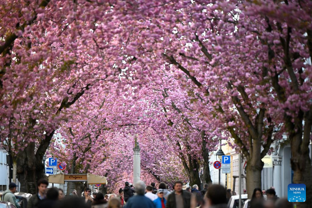 Blooming cherry blossoms seen in Bonn, Germany