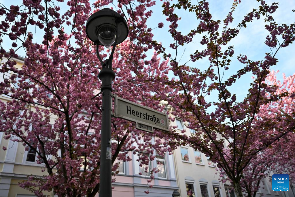 Blooming cherry blossoms seen in Bonn, Germany